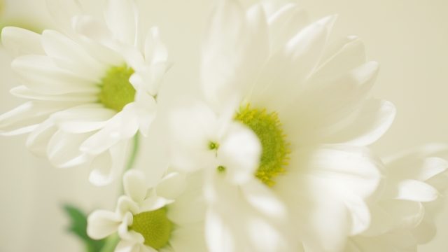 白い花の画像